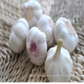 Chinese New Crop Garlic Red Skin, Red Garlic